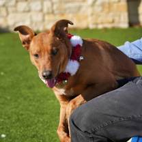 Thumbnail photo of Guac #3