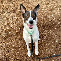 Thumbnail photo of Juno #1