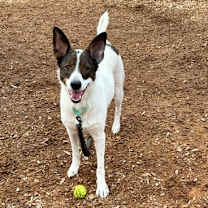 Thumbnail photo of Juno #2