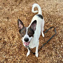 Thumbnail photo of Juno #3