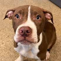 Thumbnail photo of Biscotti IV 148 #1