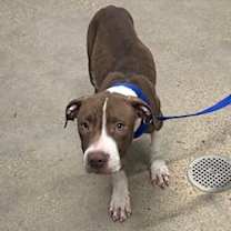 Thumbnail photo of Biscotti IV 148 #3