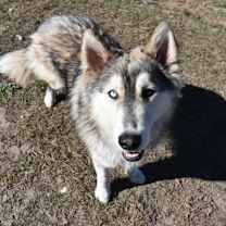 Thumbnail photo of Roscoe-avail 12/23 #1