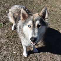 Thumbnail photo of Roscoe-avail 12/23 #3