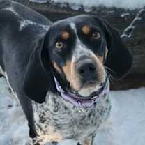 Thumbnail photo of Joplin #1