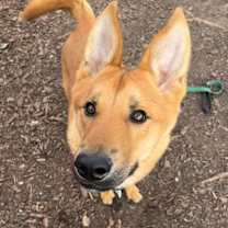 Thumbnail photo of Stocking #3