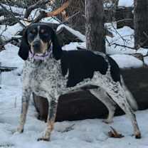 Thumbnail photo of Joplin #2