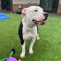 Thumbnail photo of Empress #1