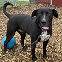 Thumbnail photo of Kobe #2