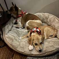 Thumbnail photo of Hazel #1