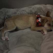 Thumbnail photo of Hazel #2