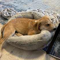 Thumbnail photo of Hazel #4