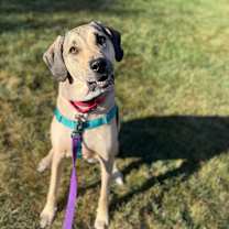 Thumbnail photo of Bellamy #2