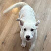 Thumbnail photo of Aspen #3