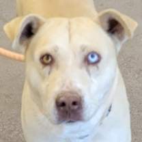 Thumbnail photo of Hans #4