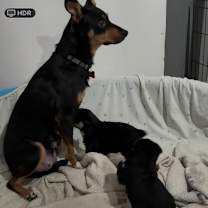 Thumbnail photo of MULBERRY #2