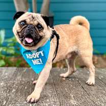 Thumbnail photo of Santa's Little Helper #1