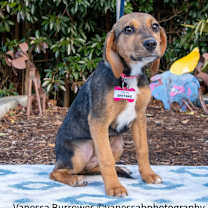 Thumbnail photo of Shiitake #1