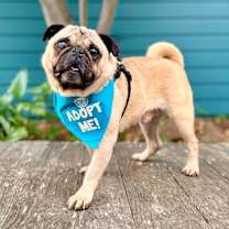 Thumbnail photo of Santa's Little Helper #4