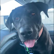 Thumbnail photo of Holly #1