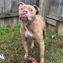 Thumbnail photo of Kermit #1