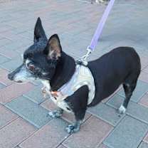 Thumbnail photo of DIAMOND #2