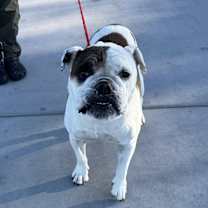 Thumbnail photo of EGGROLL #1