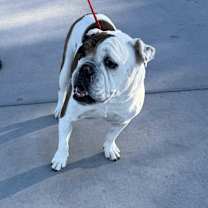 Thumbnail photo of EGGROLL #2