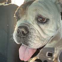 Thumbnail photo of EGGROLL #4