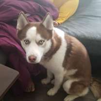 Thumbnail photo of Loki #1