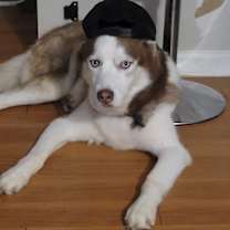 Thumbnail photo of Loki #2