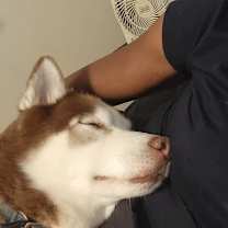 Thumbnail photo of Loki #3