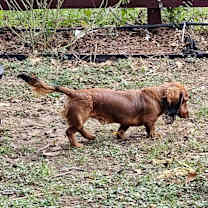 Thumbnail photo of Goose #4