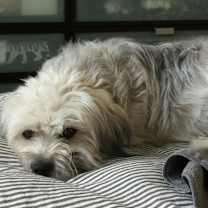 Thumbnail photo of Gracie #1