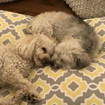 Thumbnail photo of Gracie #2