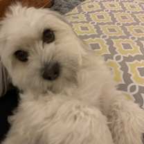 Thumbnail photo of Gracie #3