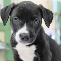 Thumbnail photo of Daywhisp #1