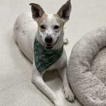 Thumbnail photo of MERINGUE #1