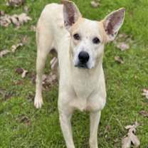 Thumbnail photo of MERINGUE #3