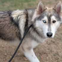 Thumbnail photo of Roscoe-avail 12/23 #2