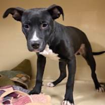 Thumbnail photo of Baklava III 125 #2