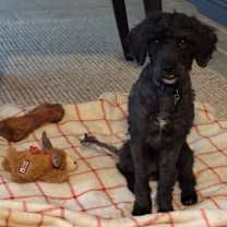 Thumbnail photo of Trixie FKA Lorah #1