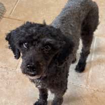 Thumbnail photo of Trixie FKA Lorah #2