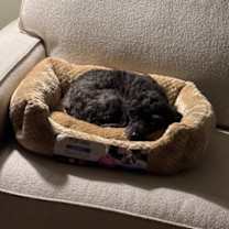 Thumbnail photo of Trixie FKA Lorah #3