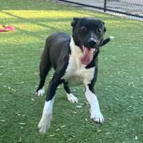 Thumbnail photo of DUMONT #2