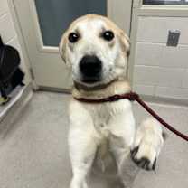 Thumbnail photo of Nova #2