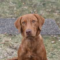 Thumbnail photo of Banyan #1