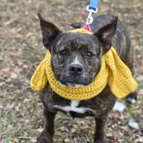 Thumbnail photo of Sienna #1