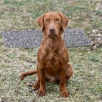 Thumbnail photo of Banyan #2