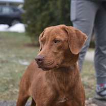 Thumbnail photo of Banyan #3